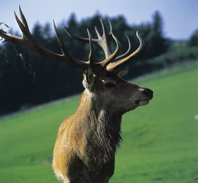 Wildpark-Österreich Werbung-Markowitsch